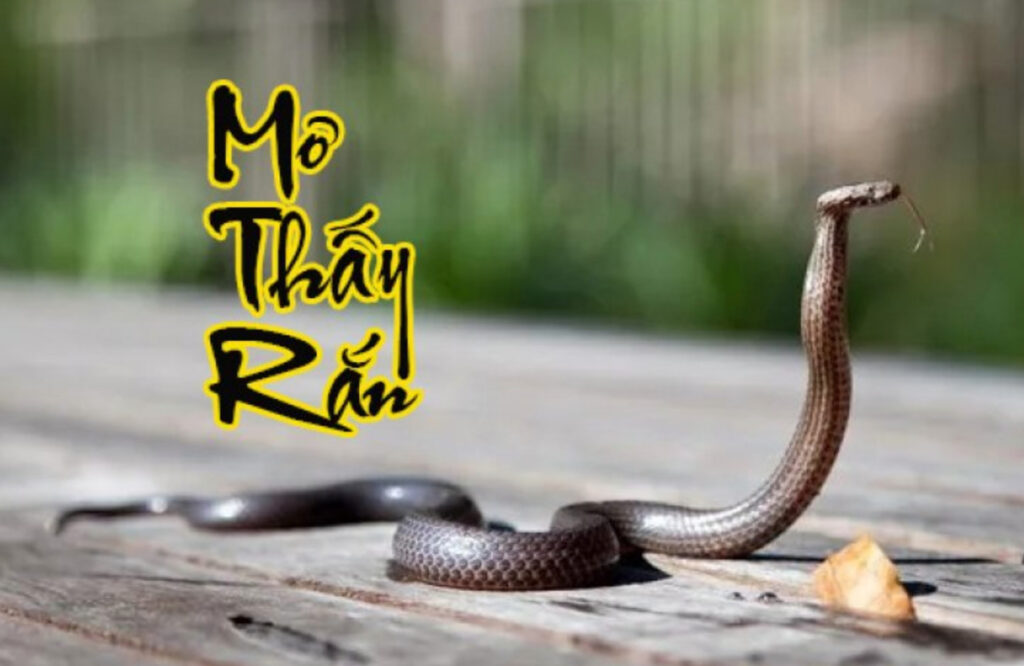 Giấc mơ thấy rắn thể hiện nhiều ý nghĩa