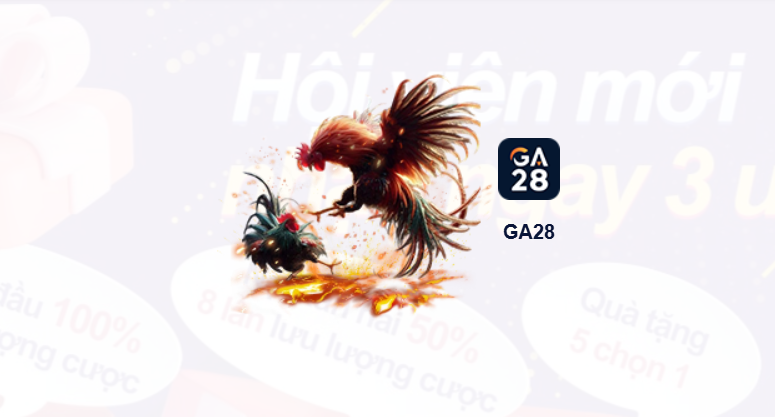 Đá gà Ycs65 thú vị như thế nào?